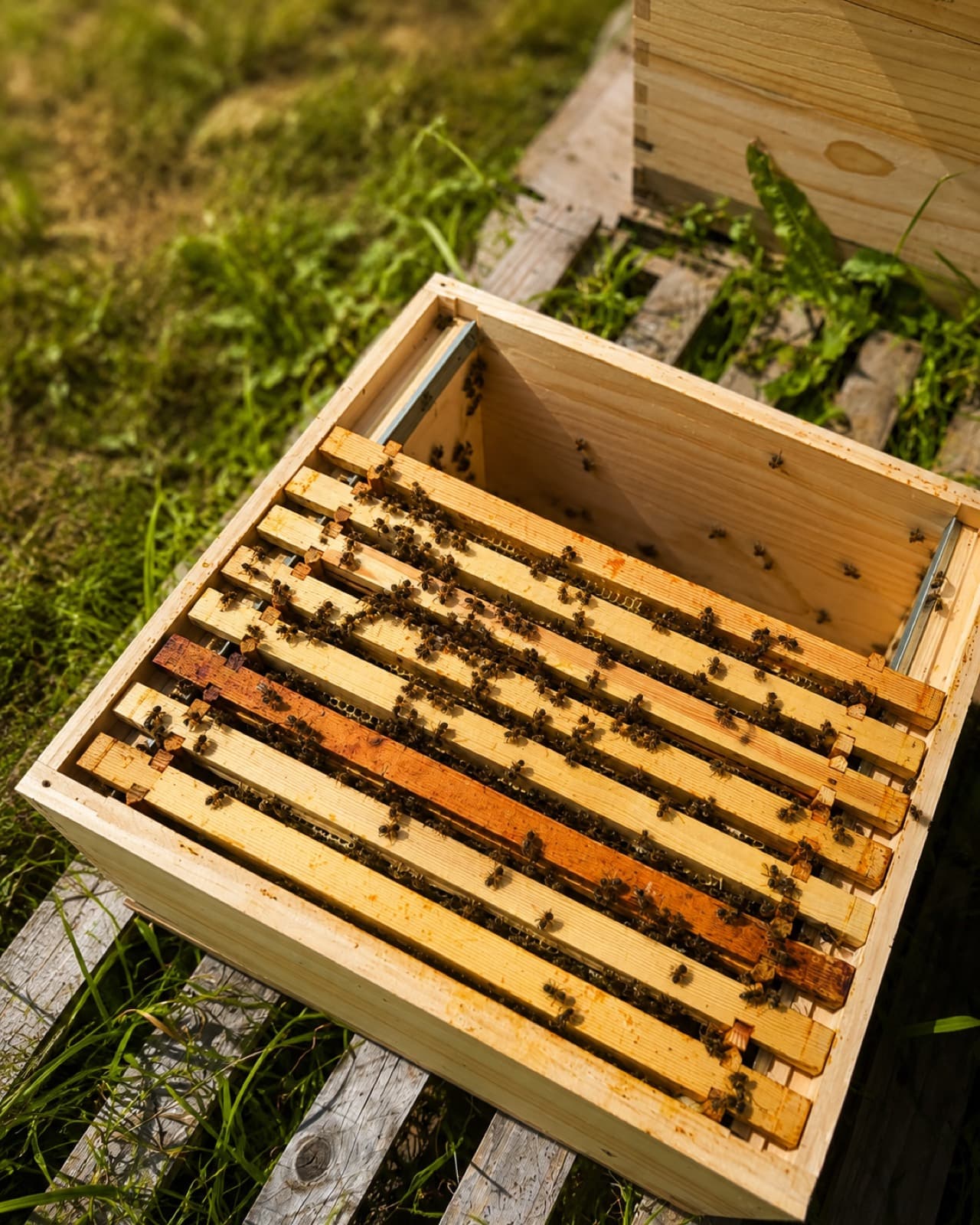 Open beehive frames with bees in the sun